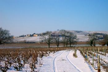 Viticulteur Beaujolais Mâcon