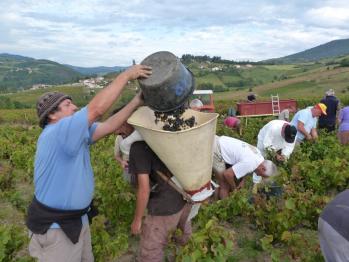 Viticulteur Beaujolais Villié-Morgon